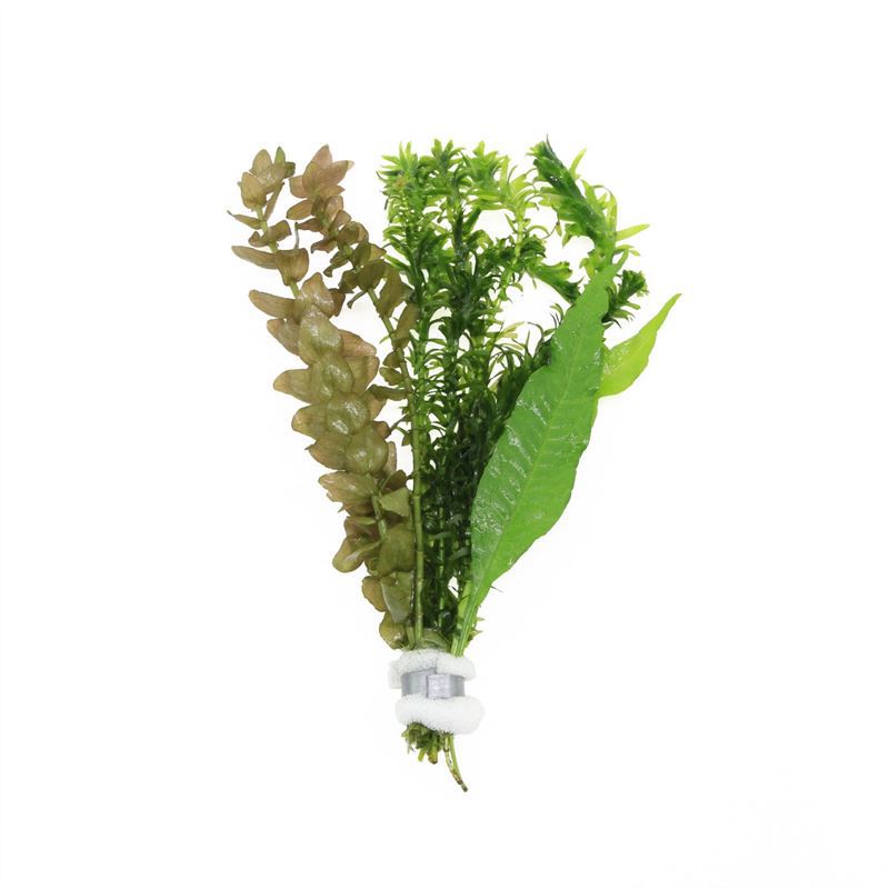 Viskom bosjes (3 soorten) 10cm 12cm Pot