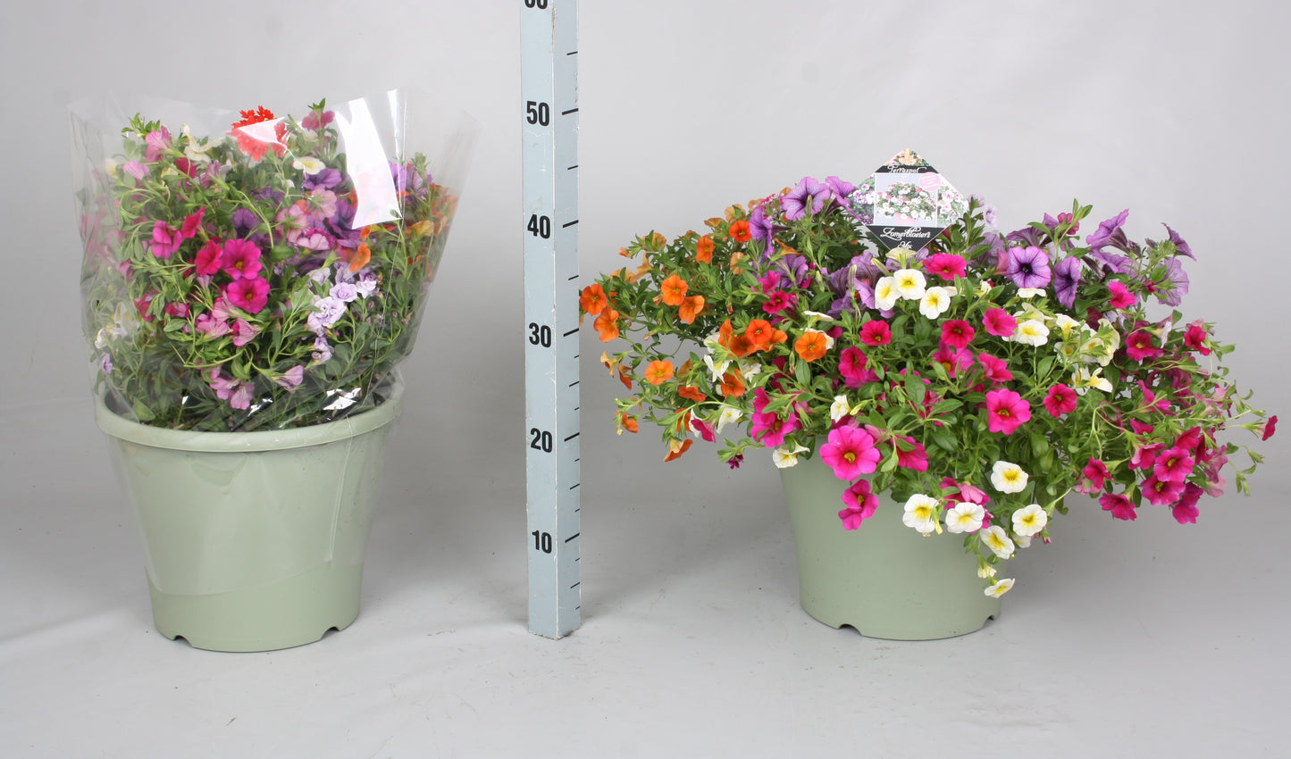 Bedding plants mixpot 40cm 29cm Pot