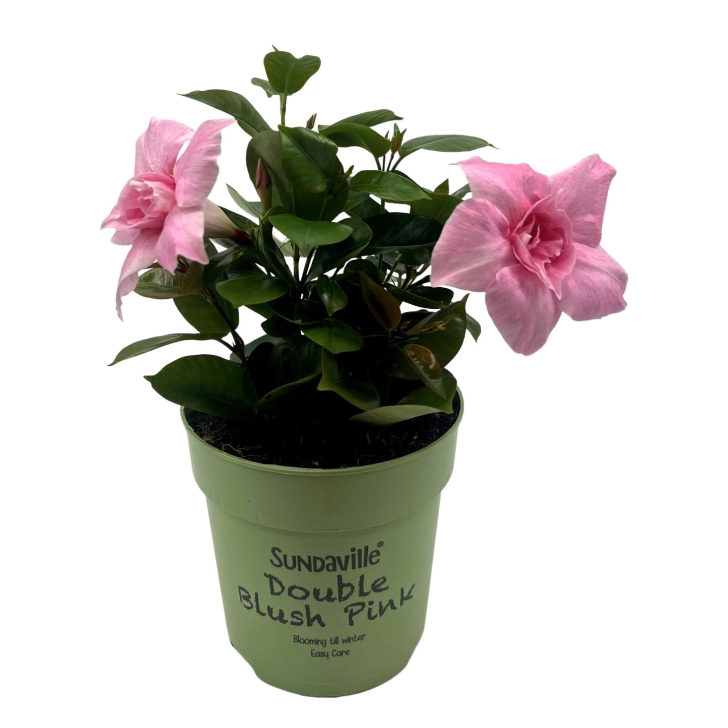 Mandevilla Double Blush Pink 25cm 12cm Pot