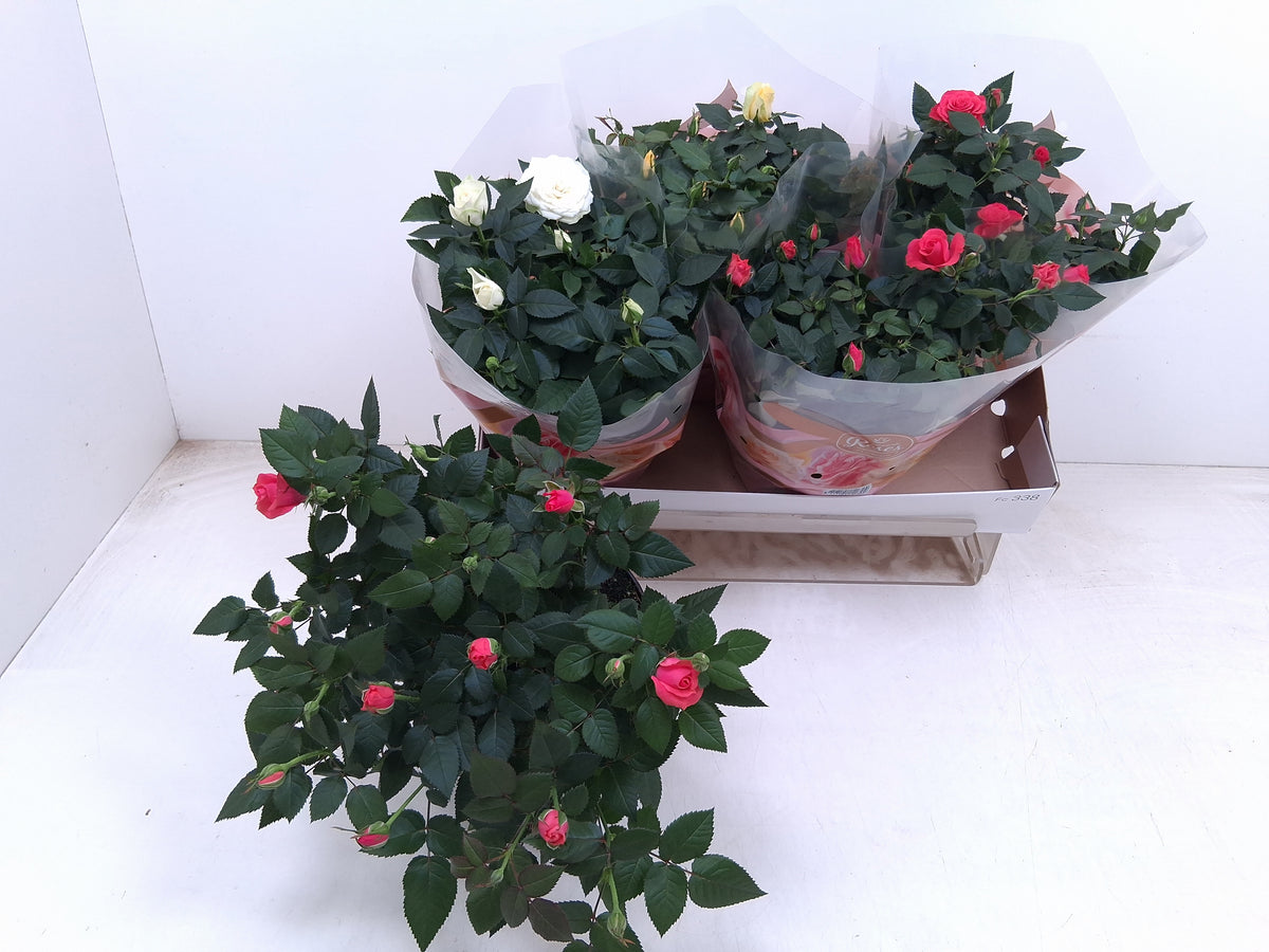 Rosa Favourite mix 3 col. 30cm 20cm Pot