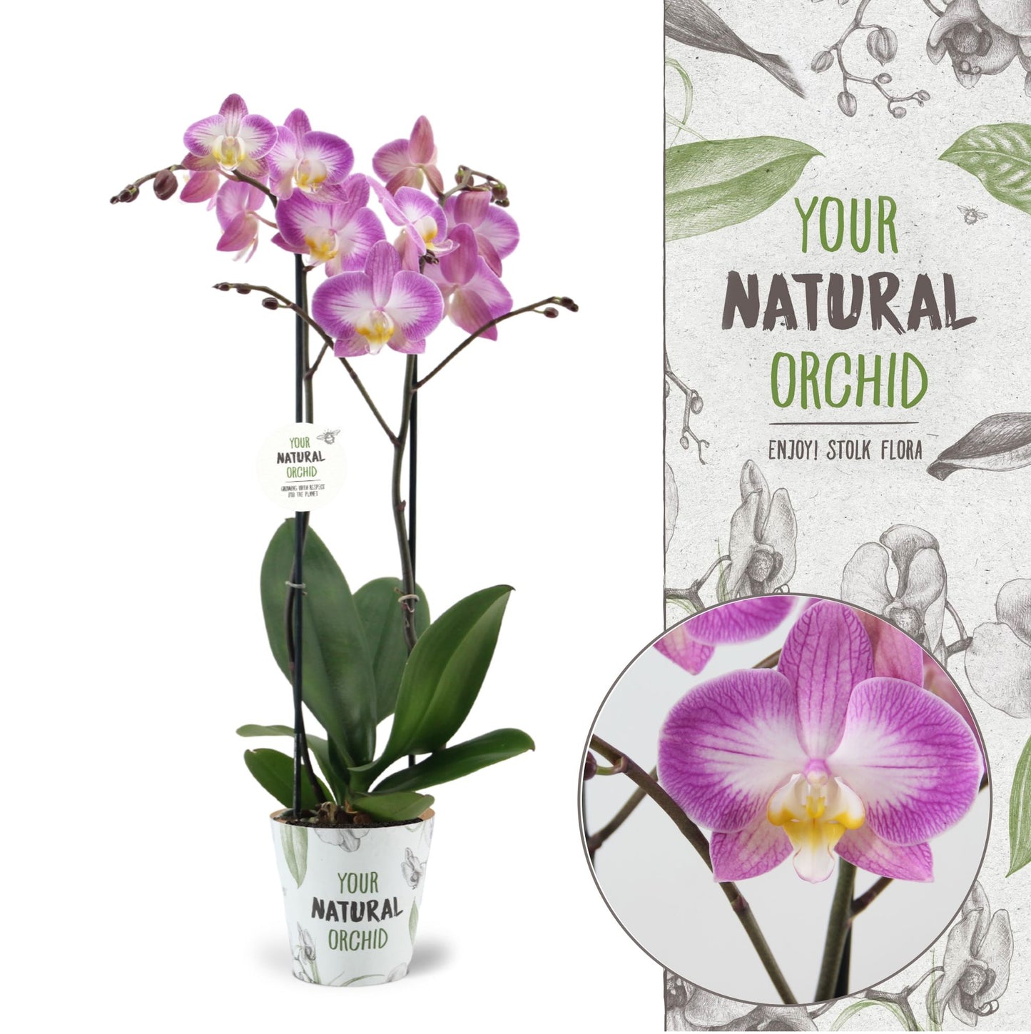 Phalaenopsis Sunca Split 60cm 12cm Pot
