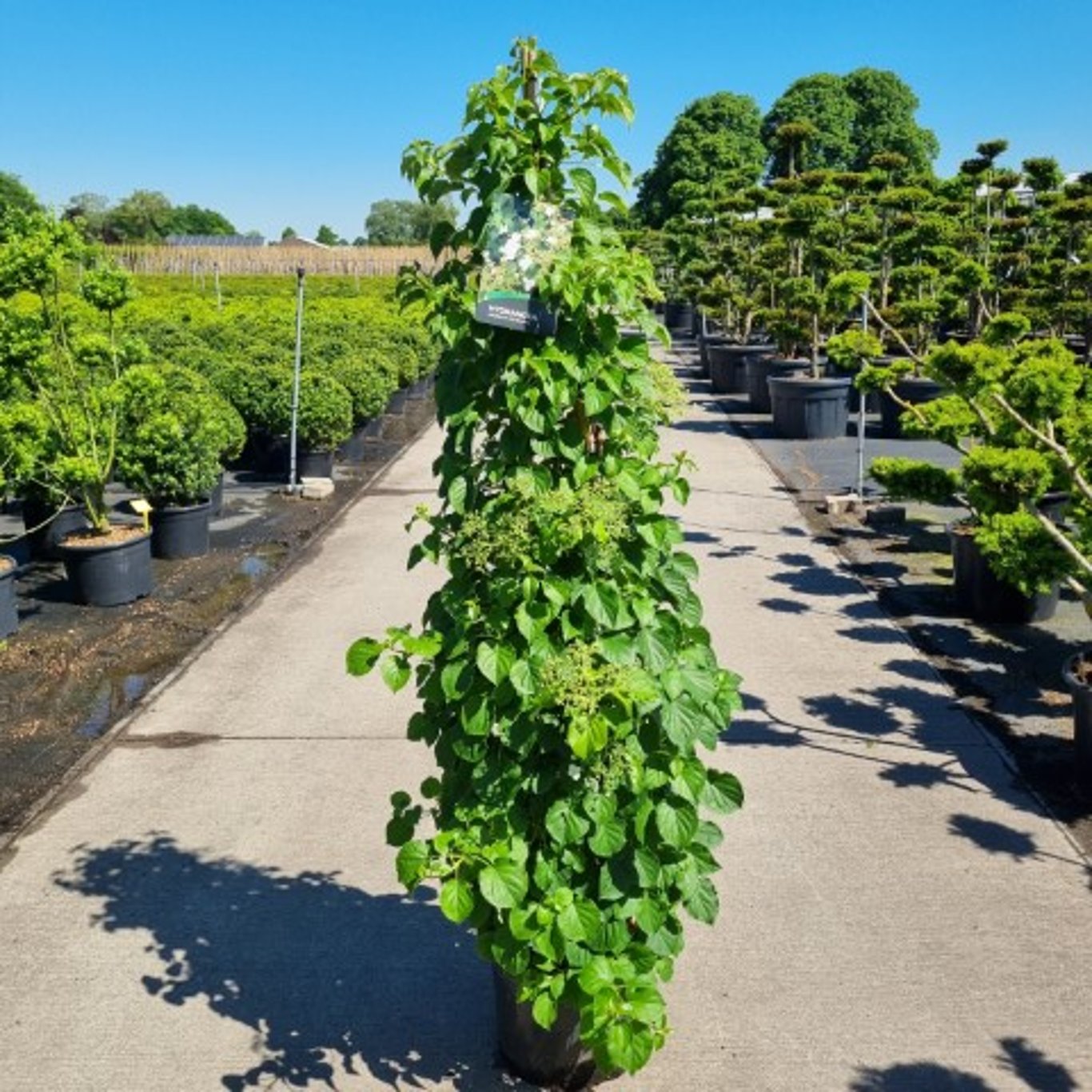 Hydrangea petiolaris 155cm 36cm Pot