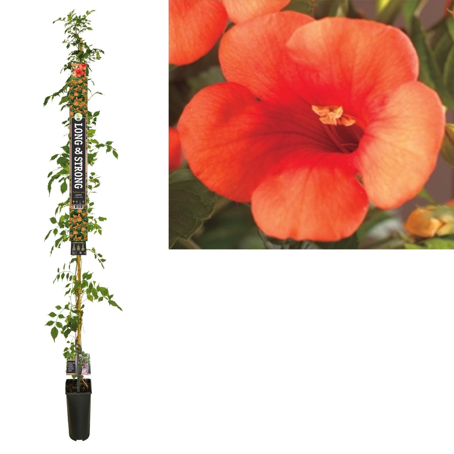 Campsis tagliabuana Madame Galen 210cm 23cm Pot