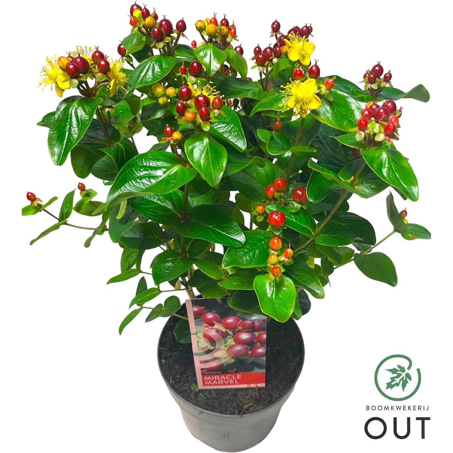 Hypericum Miracle Marvel 45cm 17cm Pot
