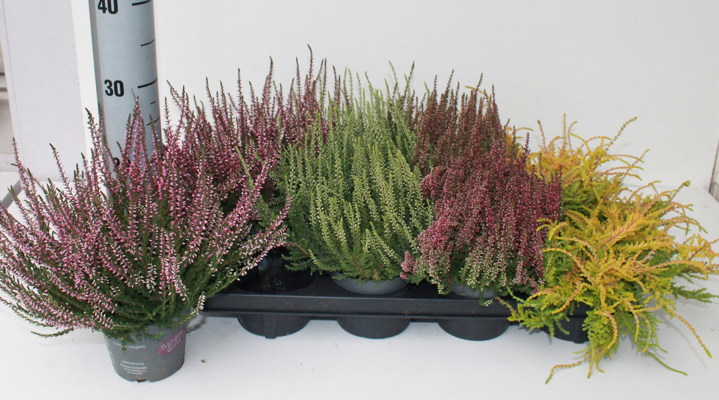 Calluna vulgaris 25cm 12cm Pot