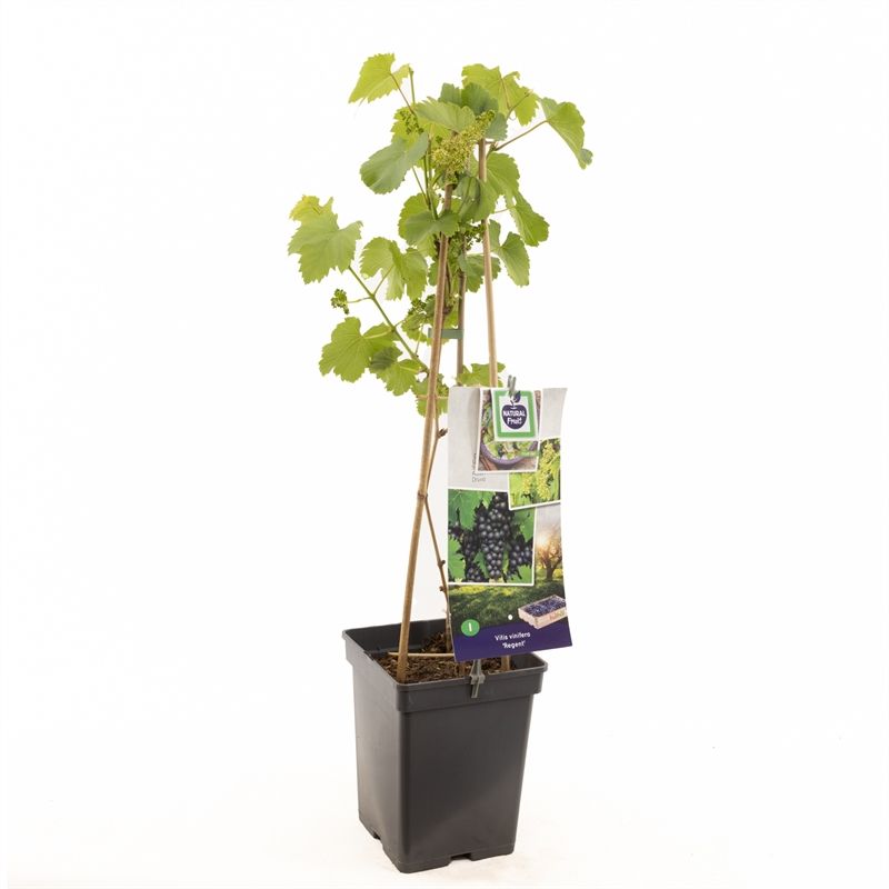 Vitis vinifera Regent 80cm 18cm Pot