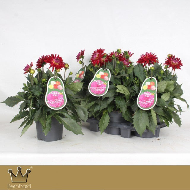 Dahlia Xxl Raspberry Ice 40cm 19cm Pot