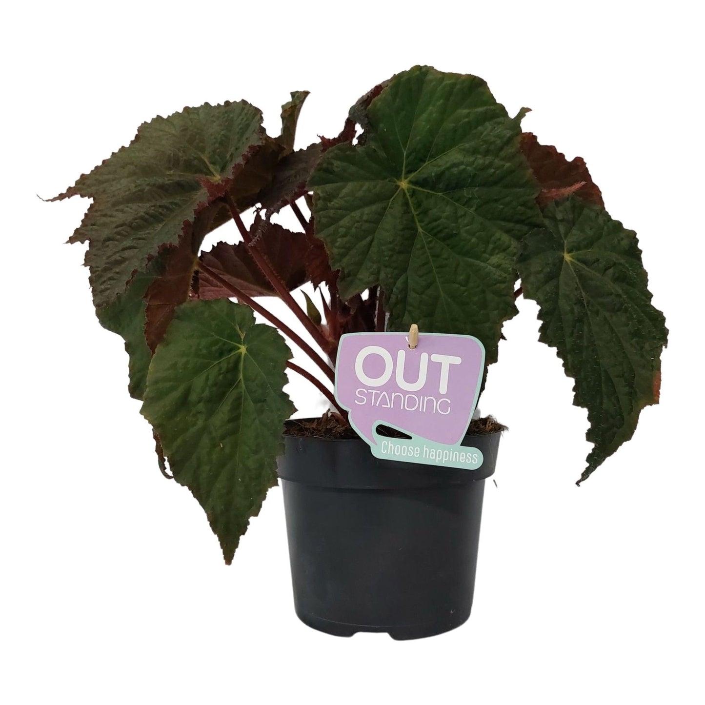 Begonia Harvest Moon 35cm 17cm Pot