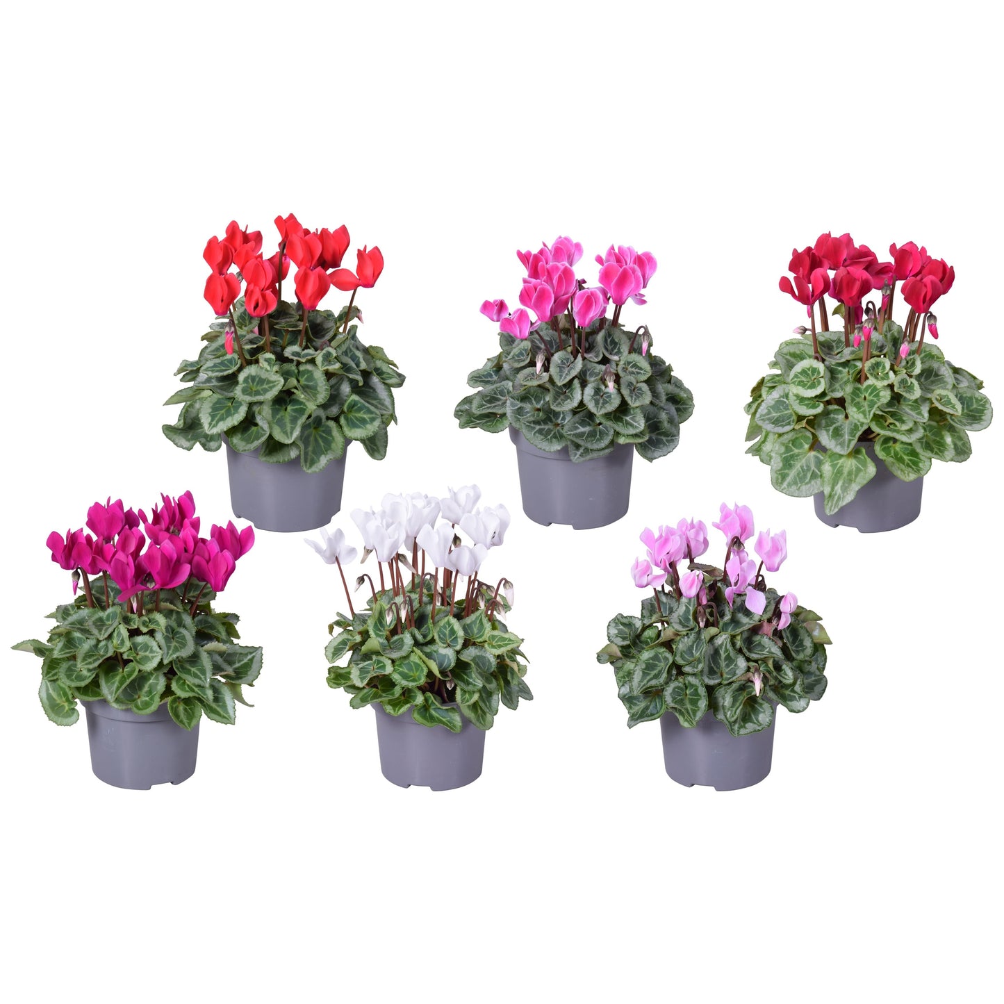 Cyclamen Picasso 22cm 510cm Pot