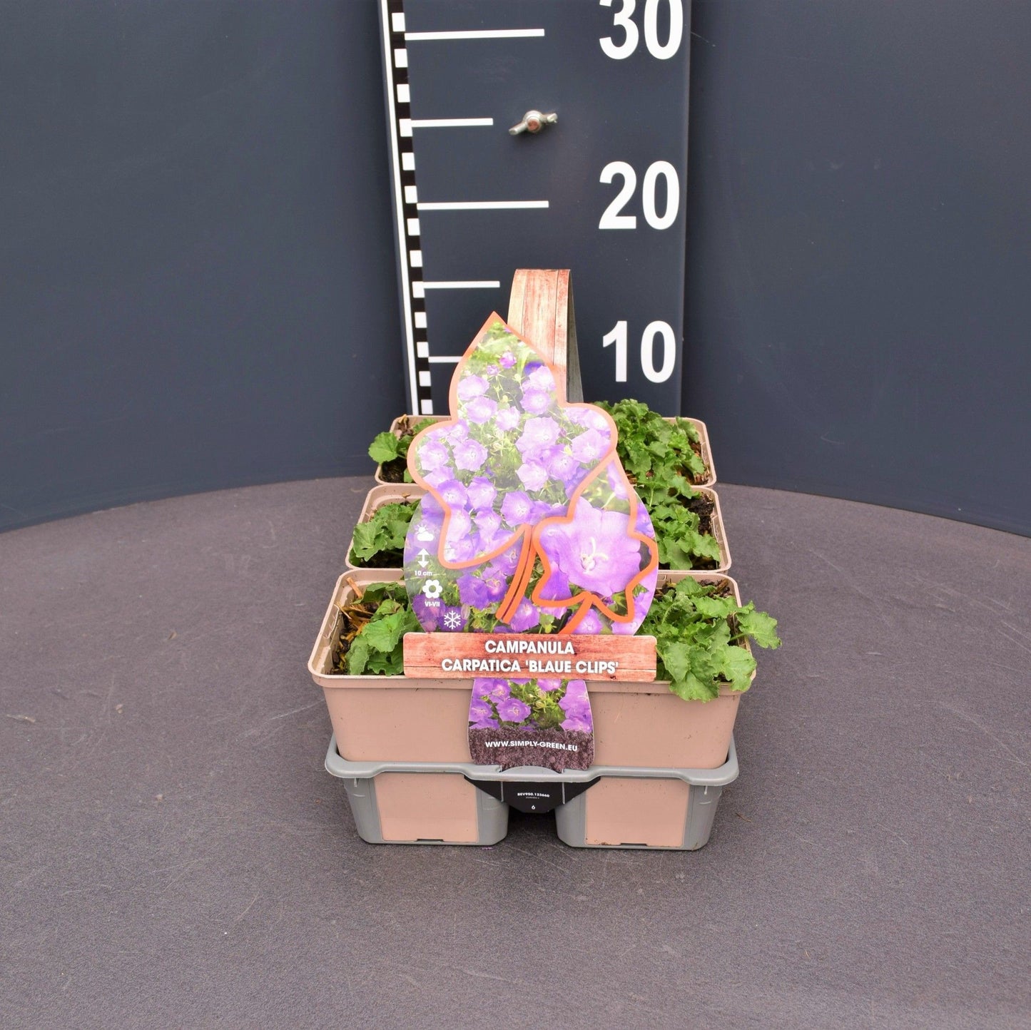 Campanula carp. Blaue Clips 6-pack 5cm 9cm Pot