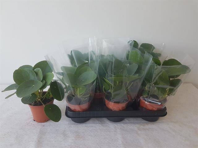 Pilea peperomioides 20cm 11cm Pot