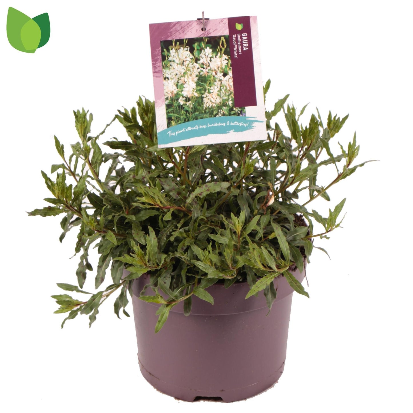 Gaura lind. Gaudi White 40cm 23cm Pot