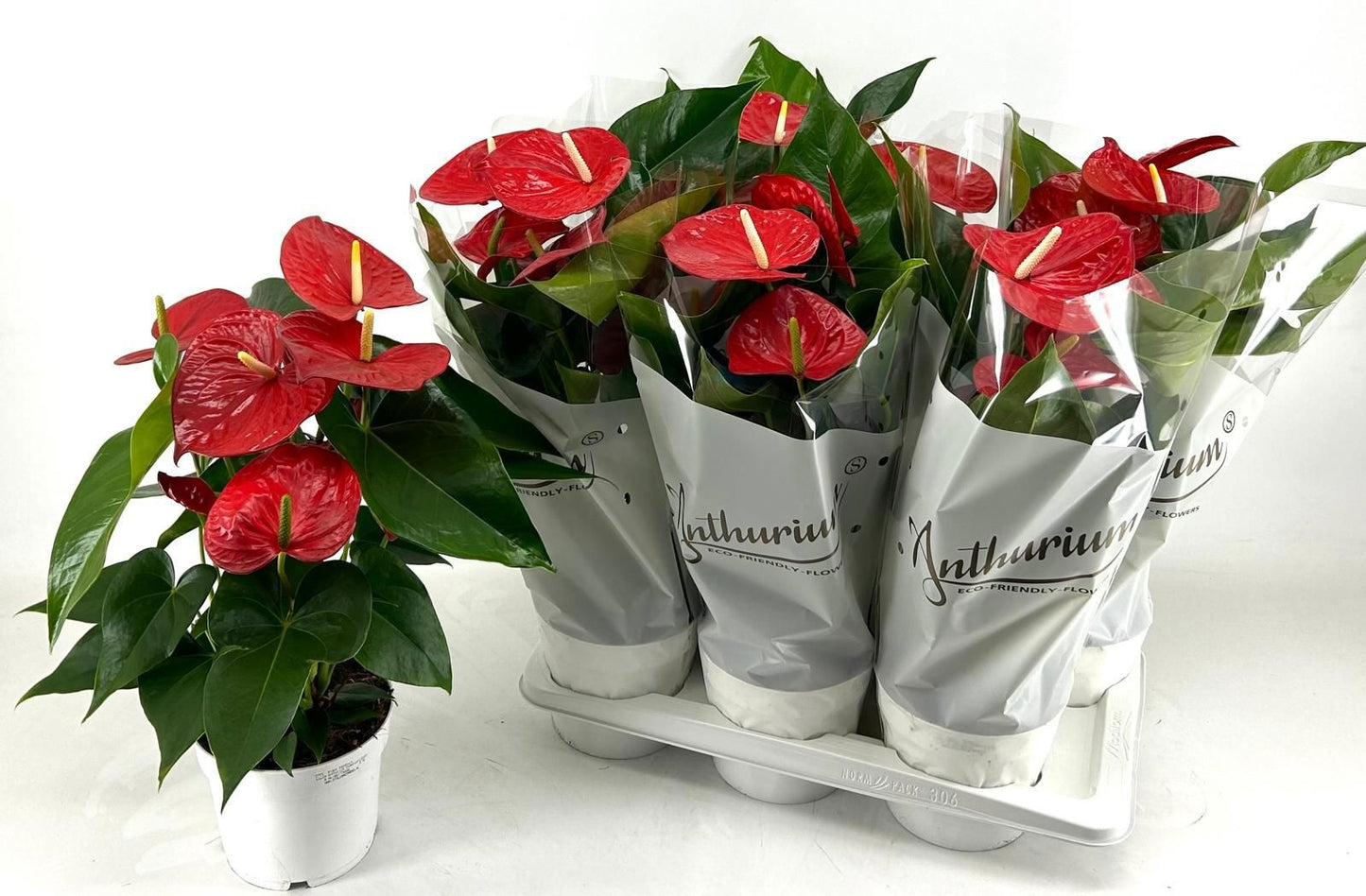 Anthurium Minnesota 50cm 17cm Pot