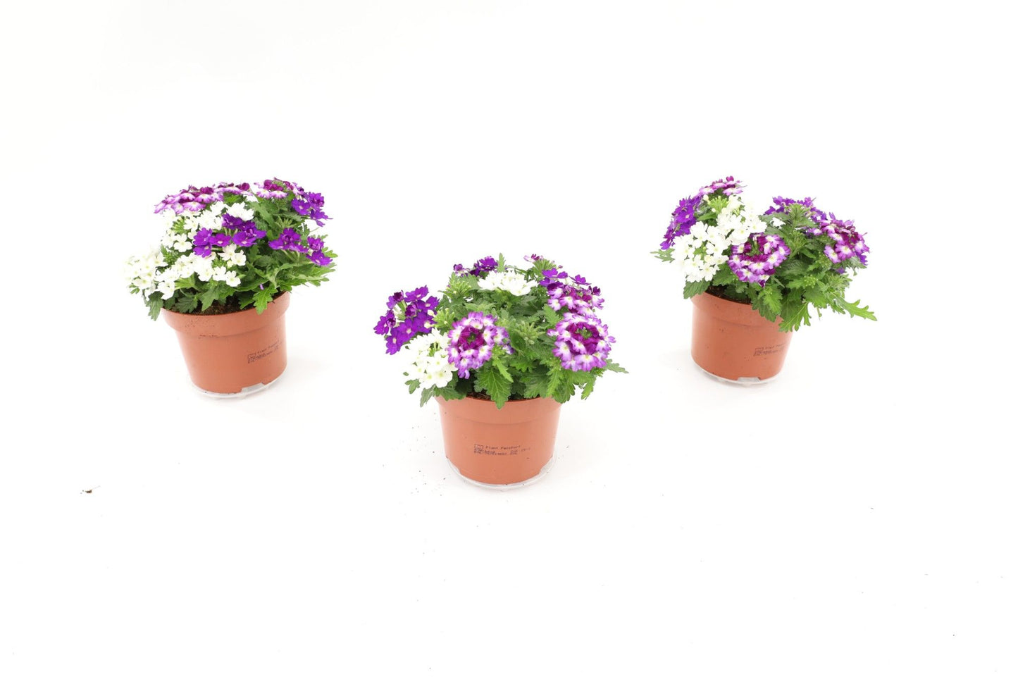Verbena Trixie blue shades 17cm 13cm Pot