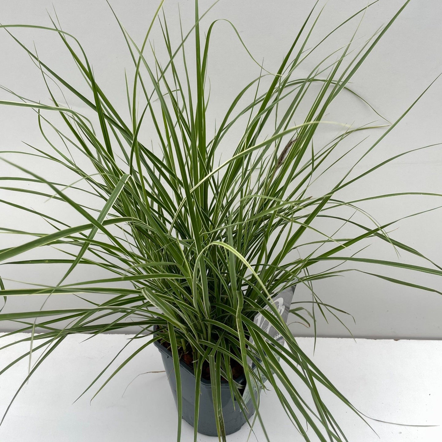 Pennisetum Sky Rocket 30cm 17cm Pot