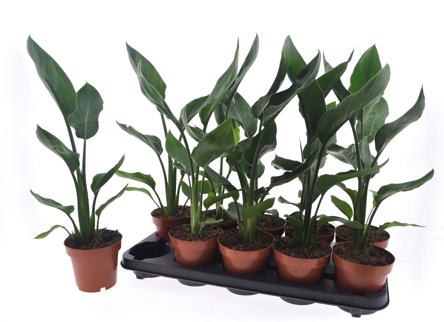 Strelitzia reginae 45cm 12cm Pot