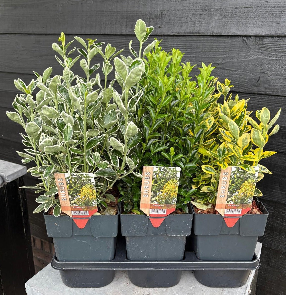 Euonymus japonicus mix 40cm 17cm Pot