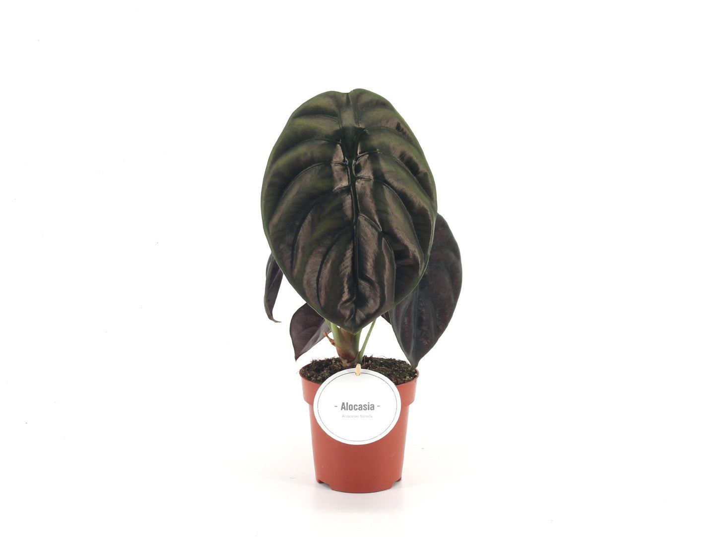 Alocasia Red Secret 30cm 12cm Pot