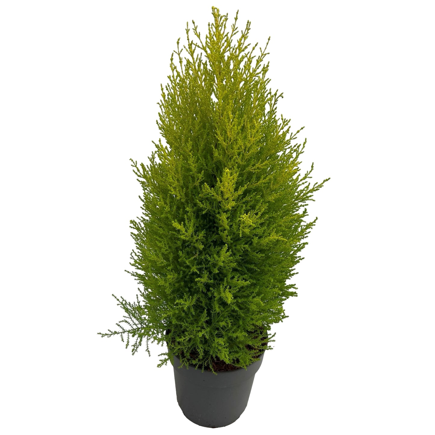 Cupressus macr. Goldcrest 75cm 23cm Pot