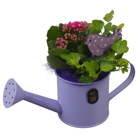 PTIB5326 Arrangementen kamerplanten 18cm 23cm Pot