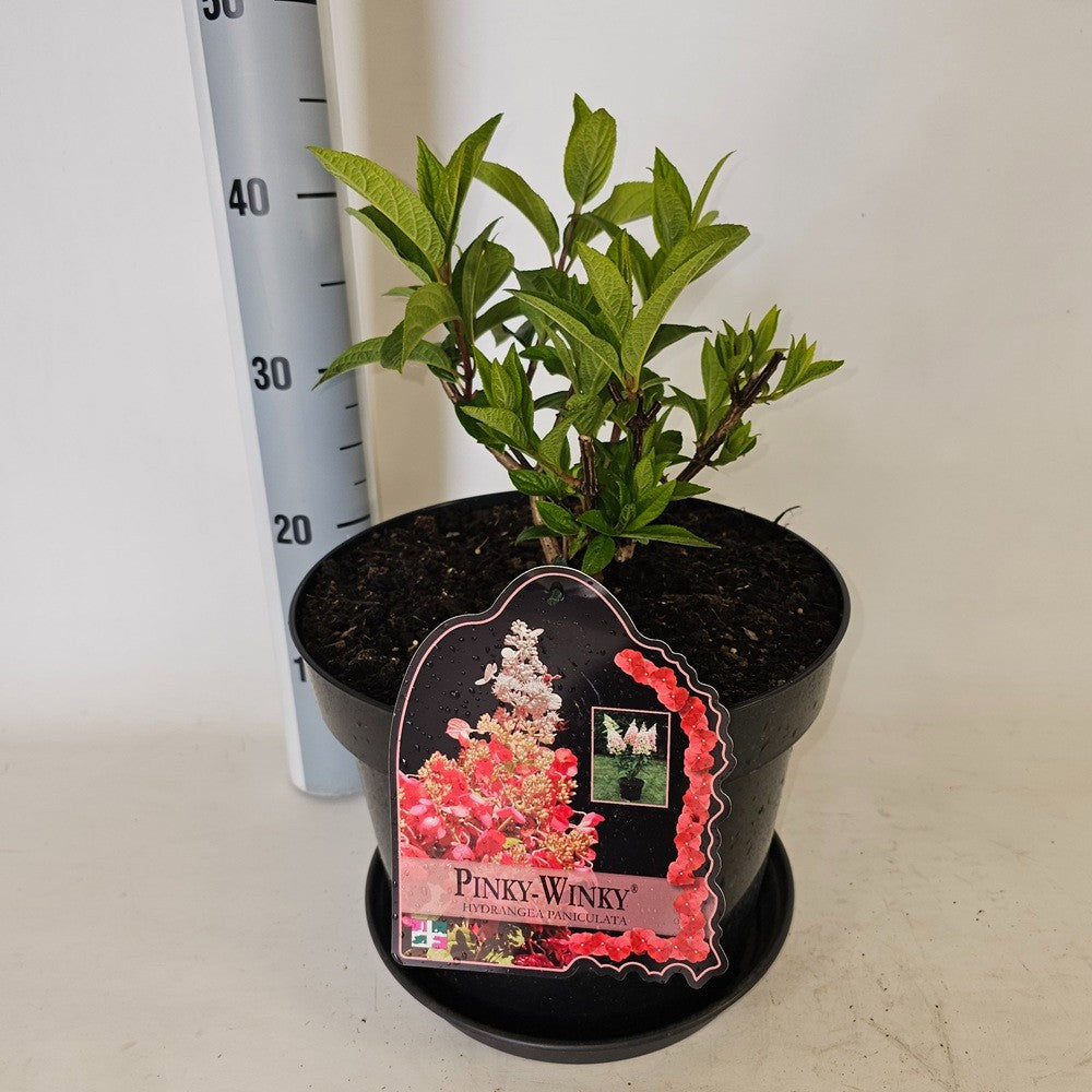 Hydrangea paniculata 75cm 29cm Pot