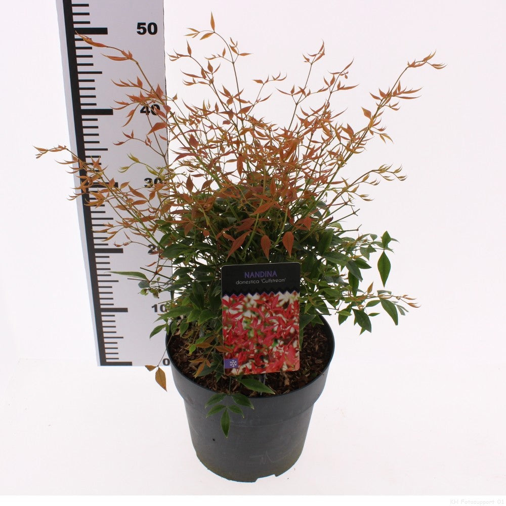 Nandina domestica 55cm 23cm Pot