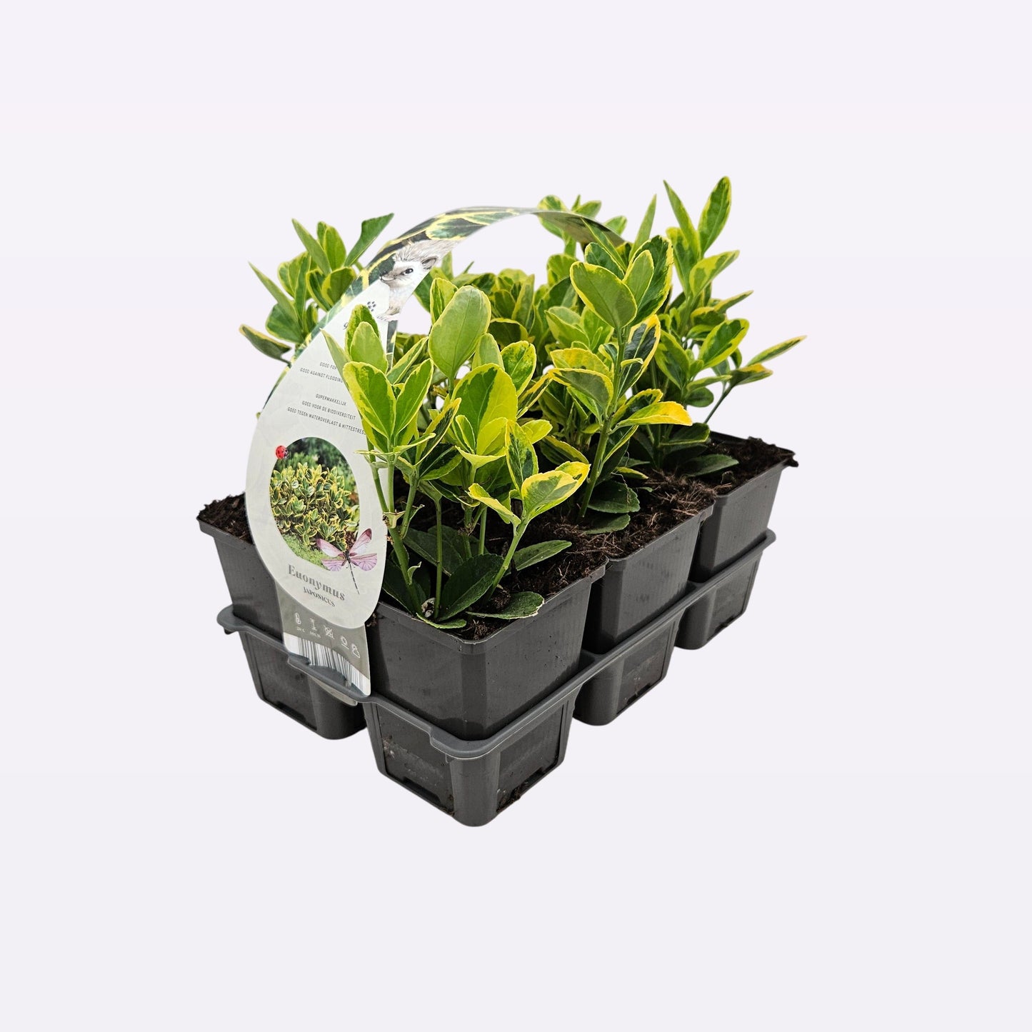 Euonymus mix 10cm 9cm Pot