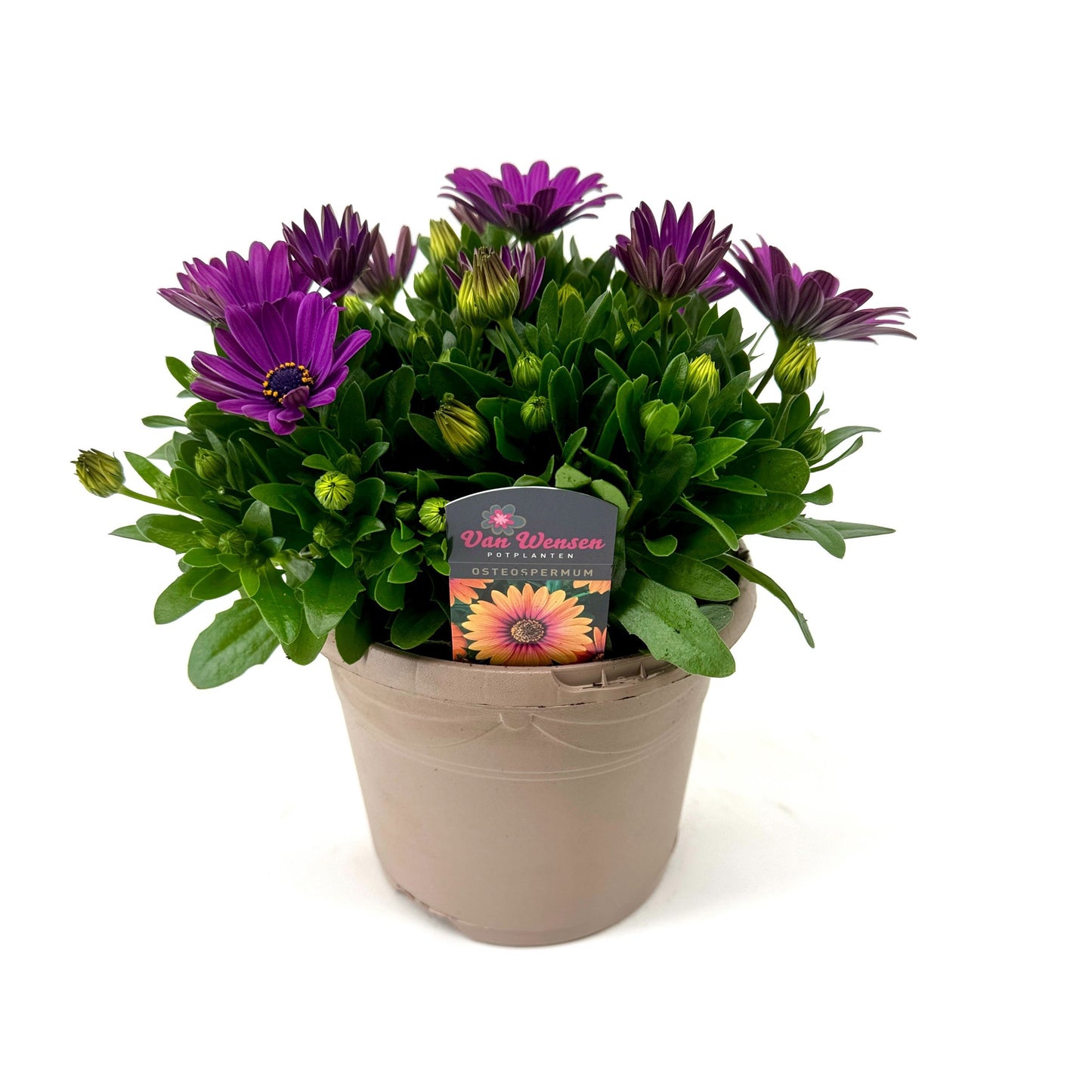 Osteospermum Margarita Cool Purple 27cm 17cm Pot