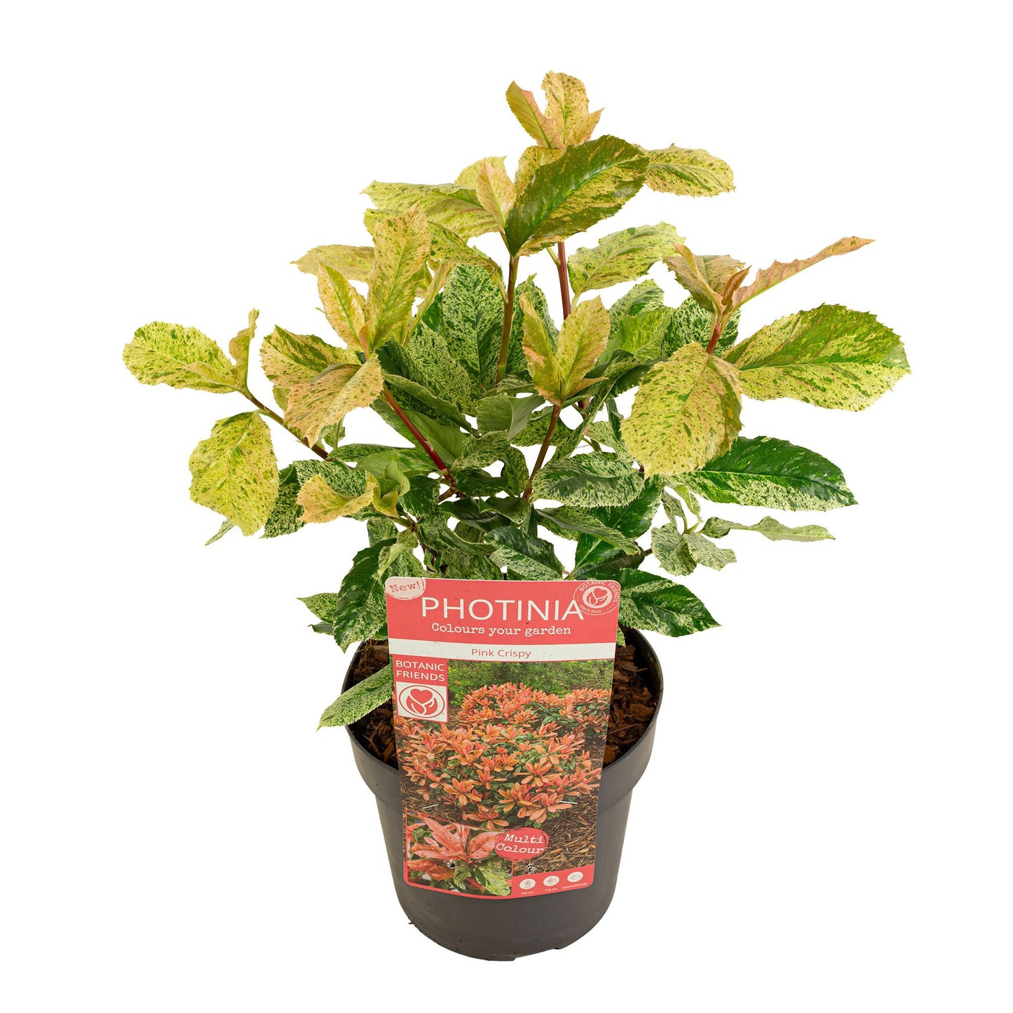 Photinia Pink Crispy 40cm 19cm Pot
