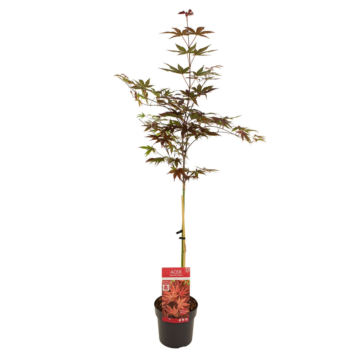 Acer palmatum 90cm 19cm Pot