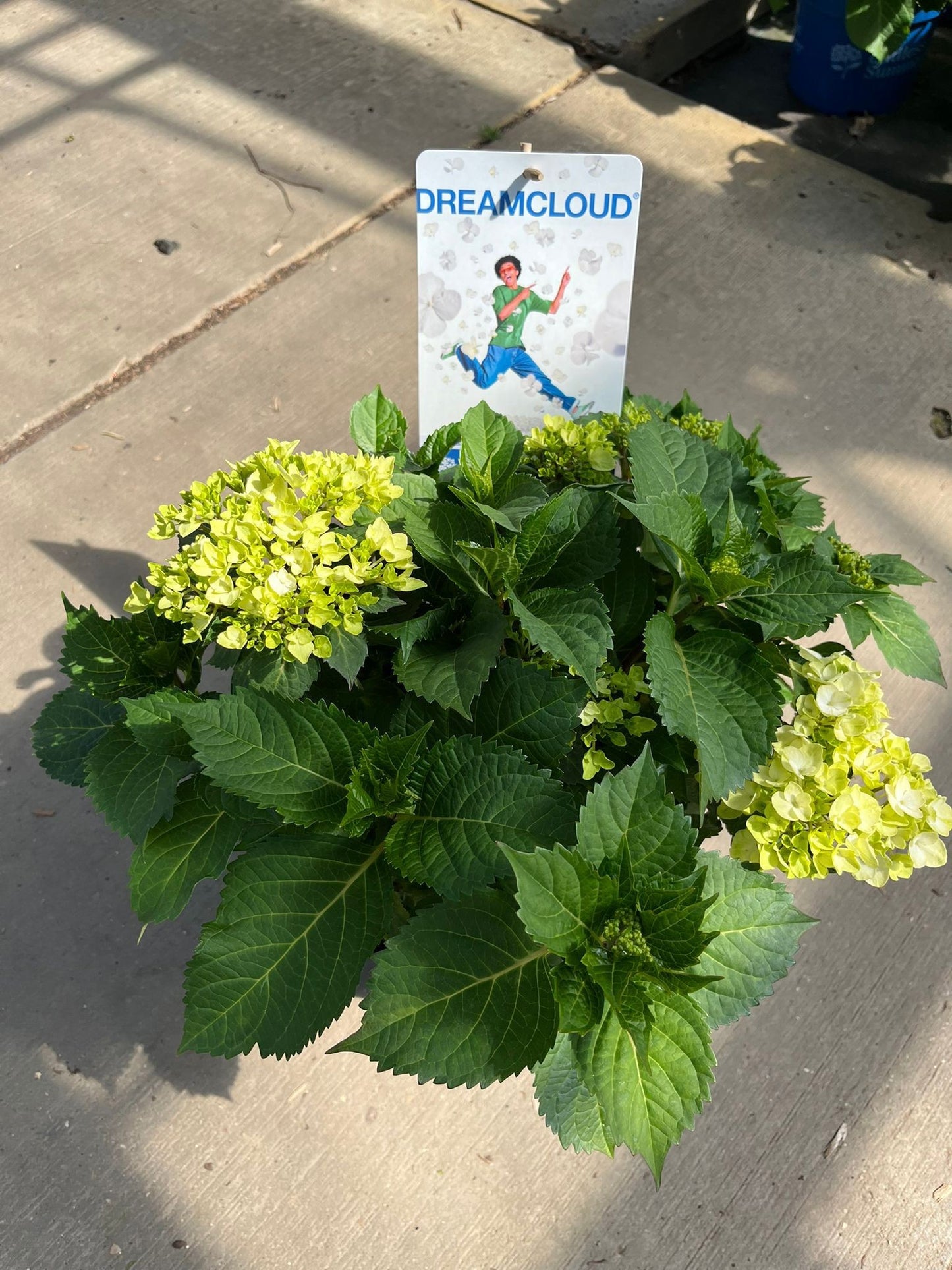 Hydrangea Endless Summer 35cm 23cm Pot