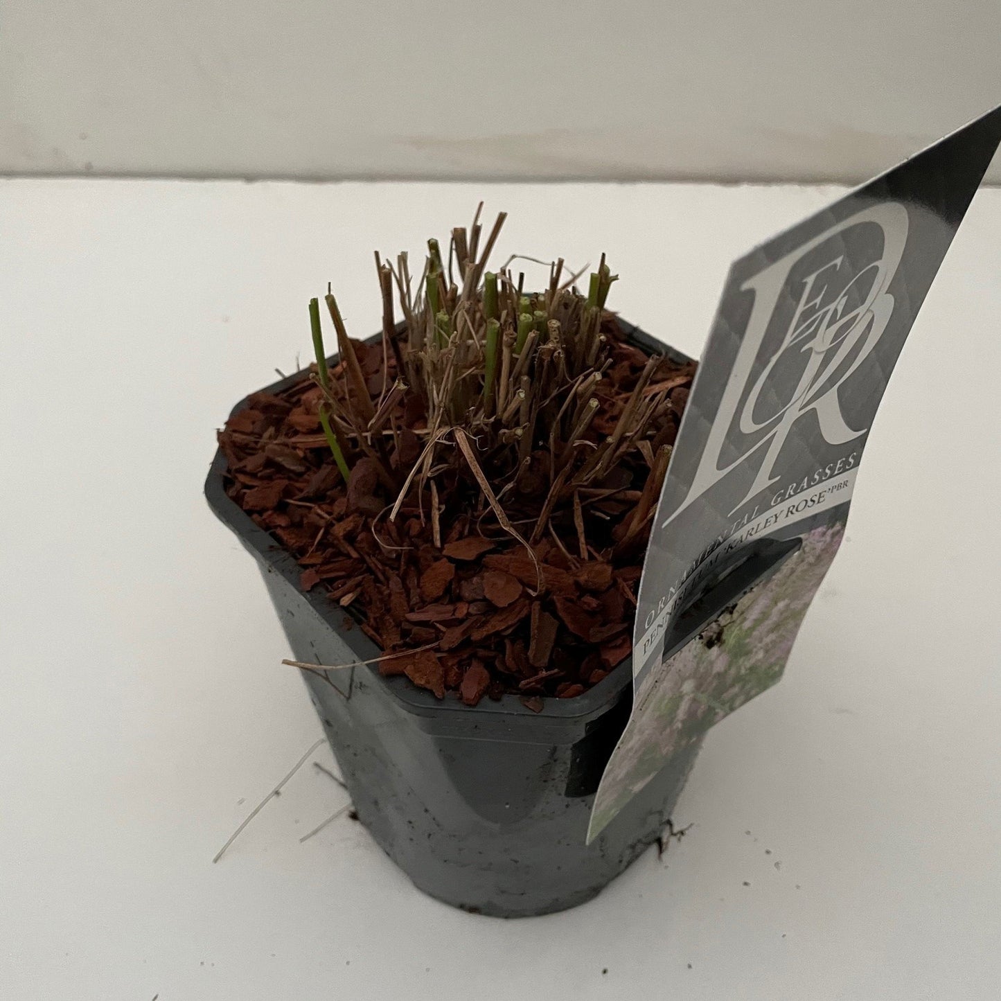 Pennisetum Karley Rose 50cm 17cm Pot