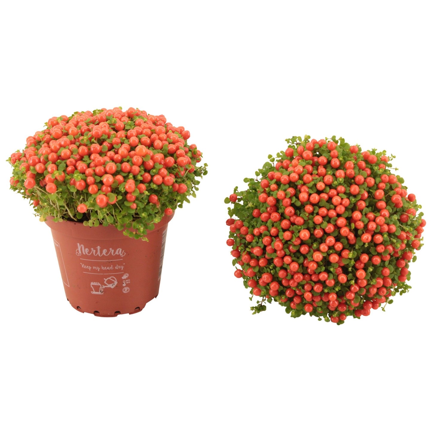 Nertera gra. Astrid 10cm 8cm Pot