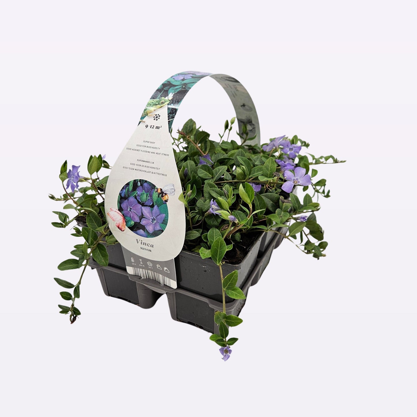 Vinca minor 15cm 9cm Pot