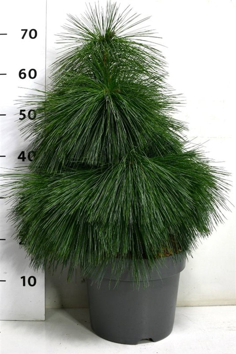 Pinus thunbergii 60cm 26cm Pot