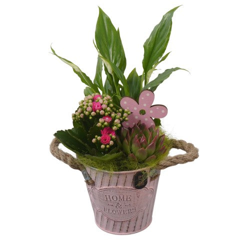 PTIB5295 Arrangementen kamerplanten 30cm 12cm Pot