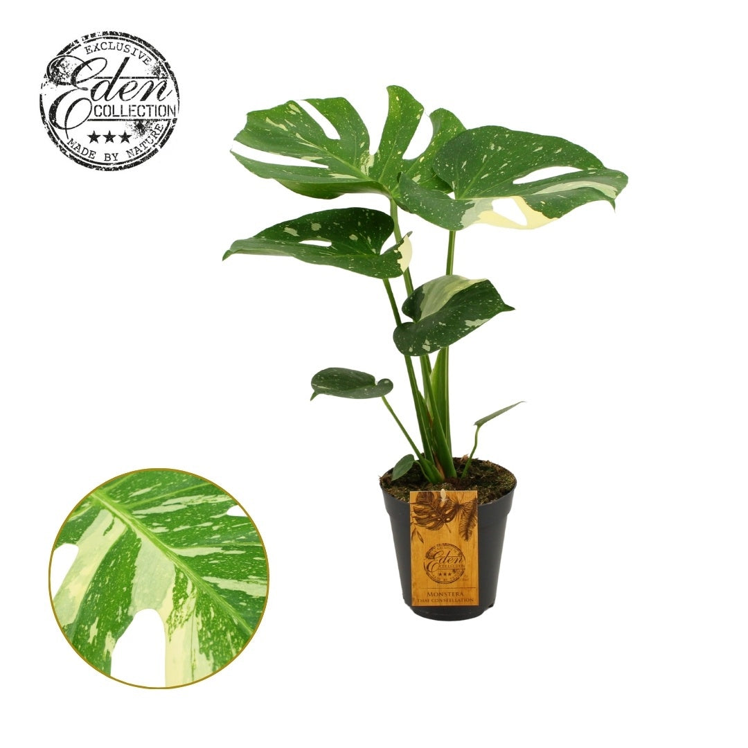 Monstera Thai Constellation 50cm 15cm Pot