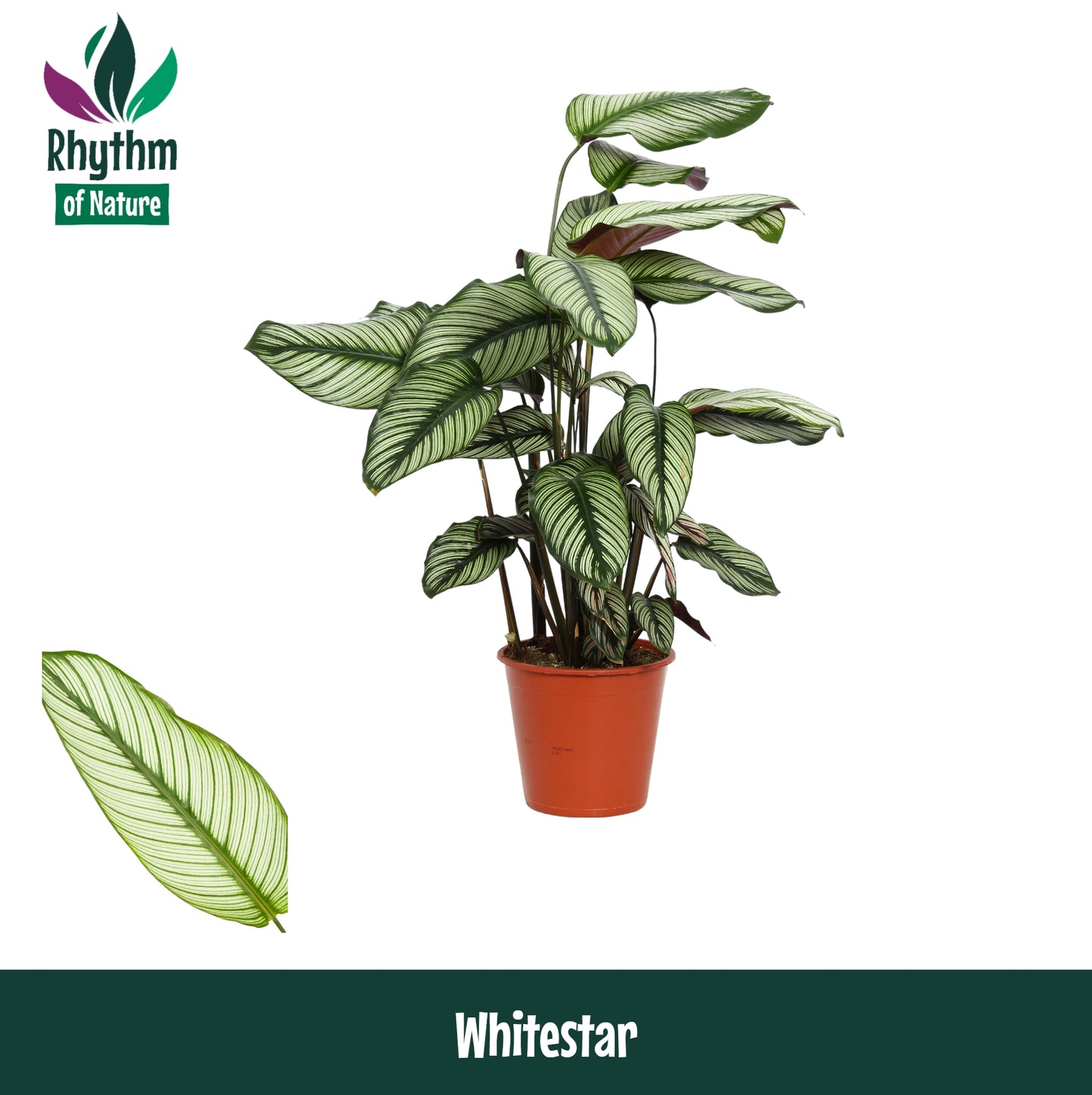 Calathea Whitestar 80cm 19cm Pot