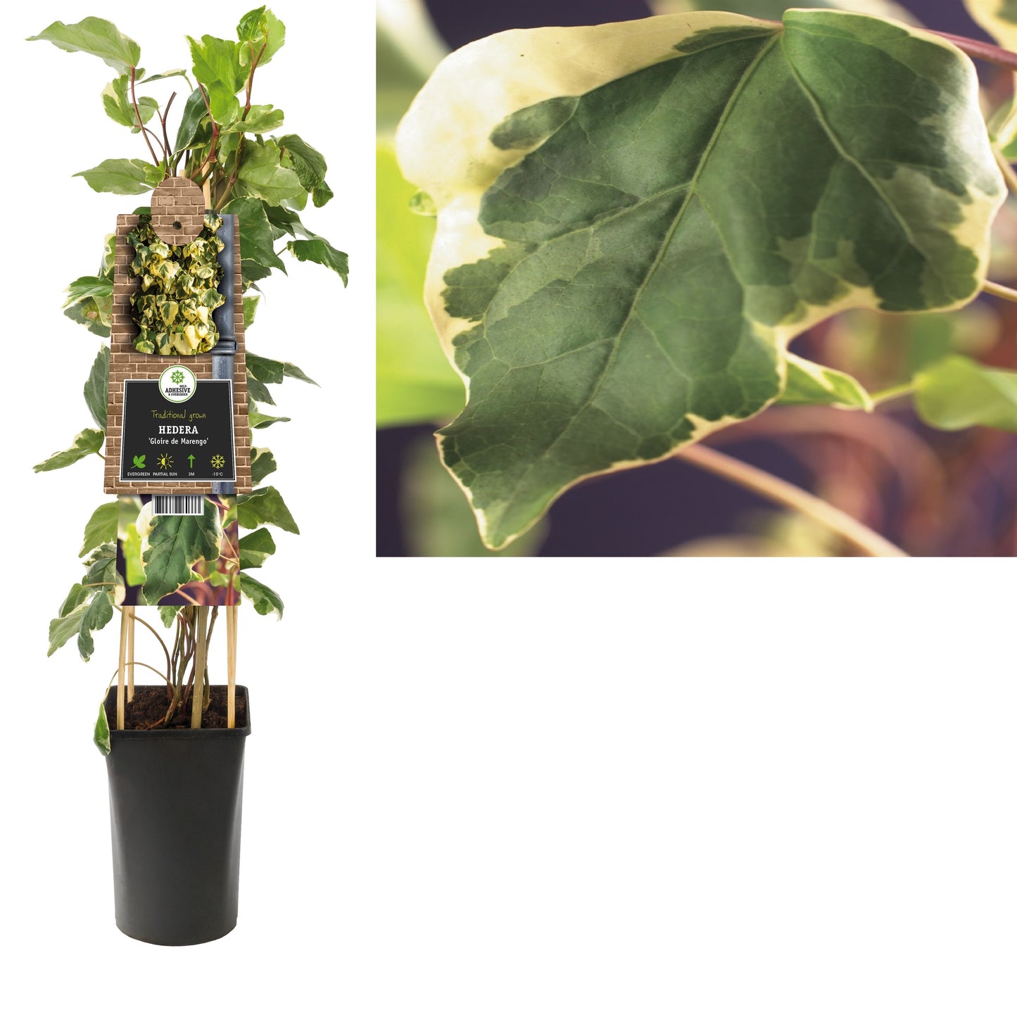Hedera alg. Gloire de Marengo 17cm Pot