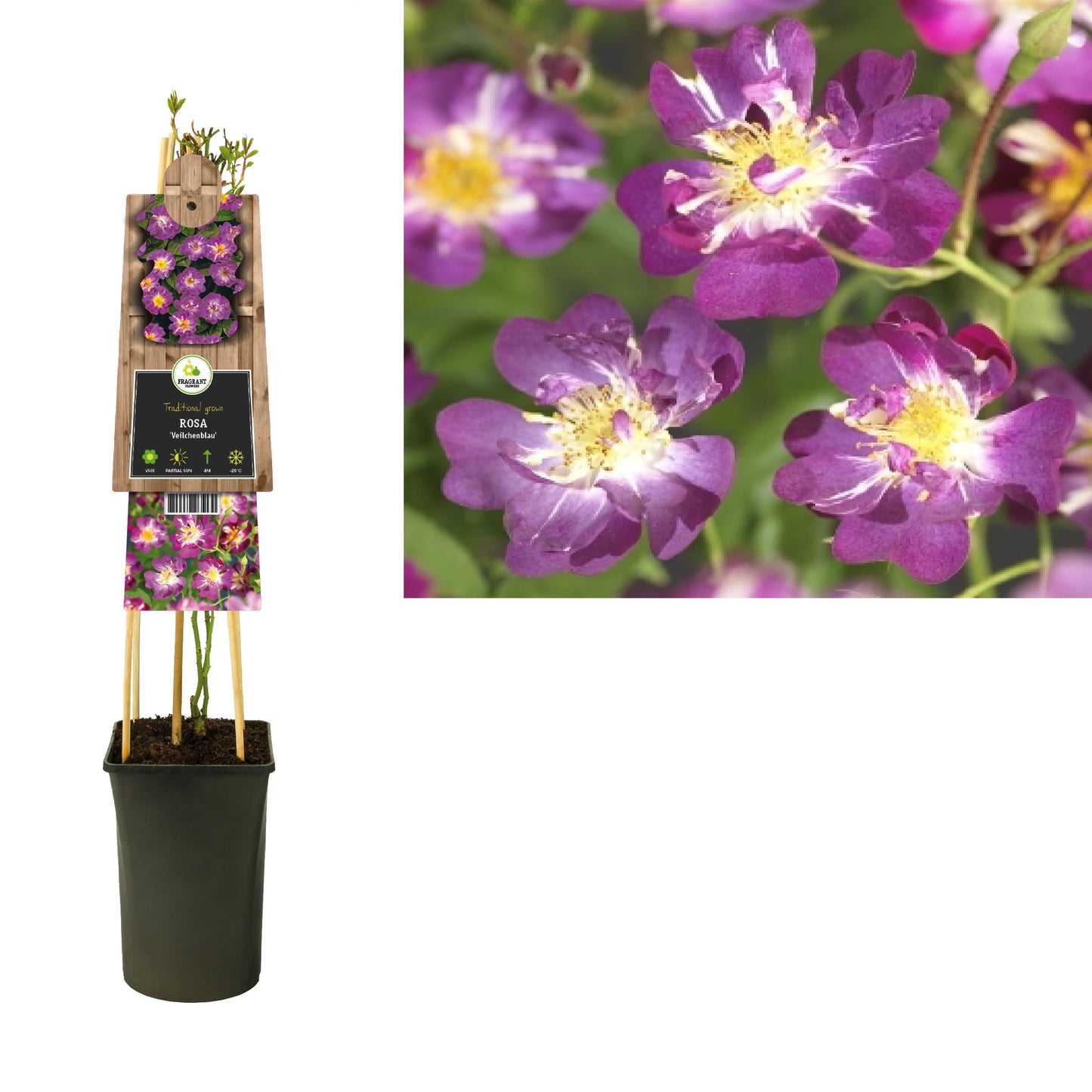 Rosa Veilchenblau 75cm 17cm Pot
