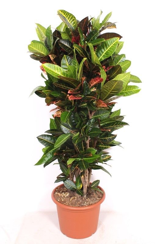Codiaeum Petra 160cm 40cm Pot