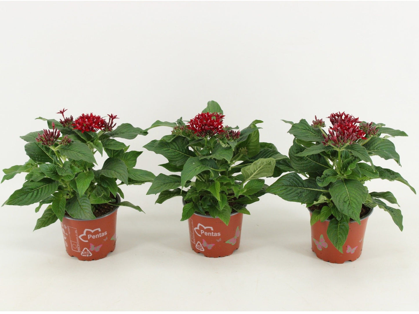 Pentas Graffiti Lipstick 30cm 12cm Pot