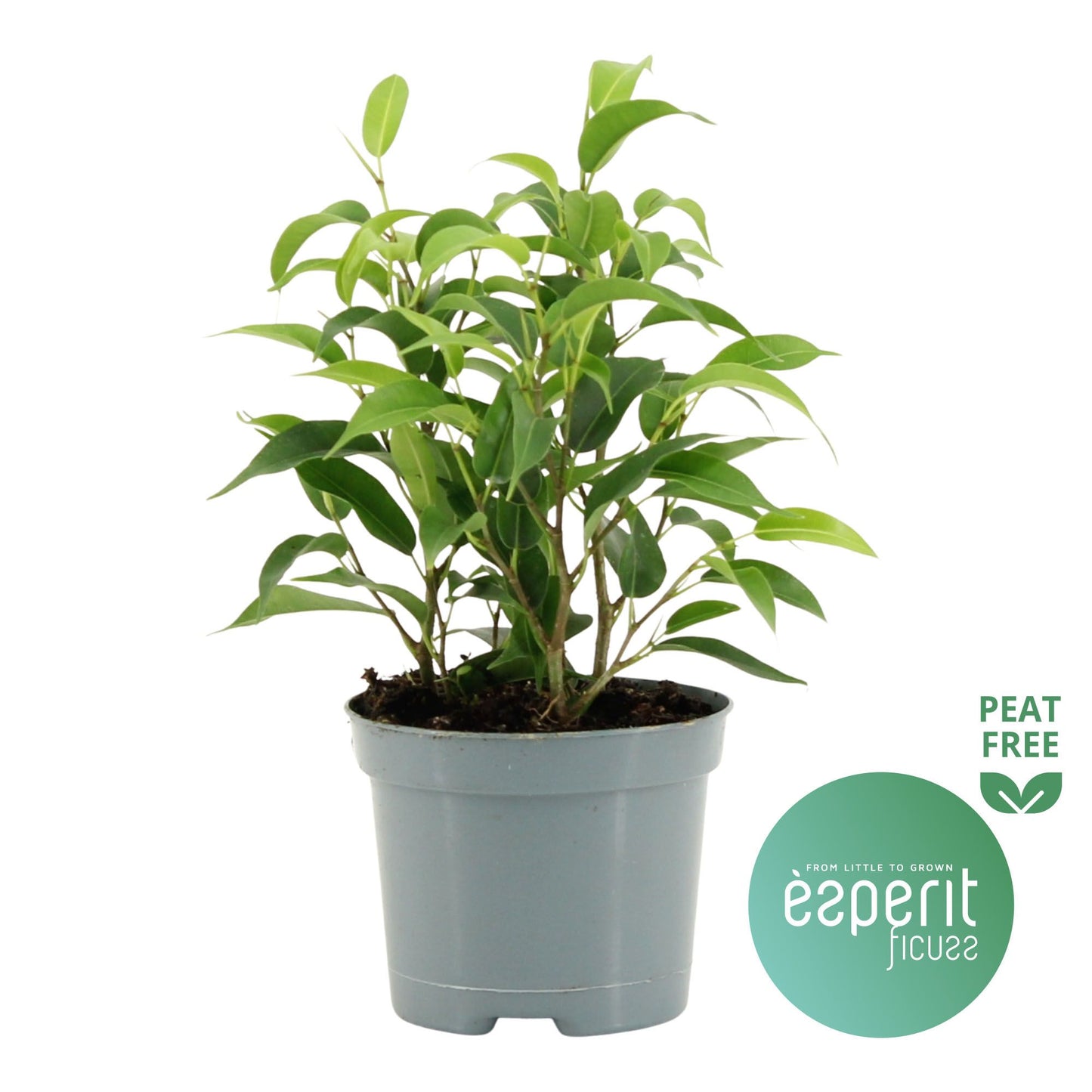 Ficus benj. Natasja 20cm Special Pot (508)