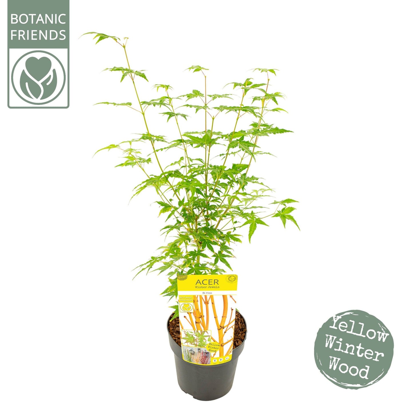 Acer palmatum Bi Hoo 55cm 19cm Pot