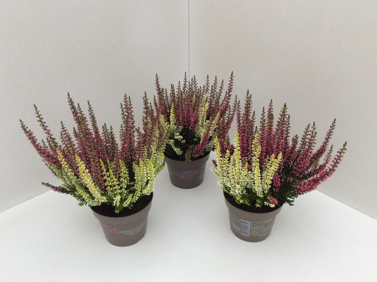 Calluna Garden Girls twin 20cm 11cm Pot