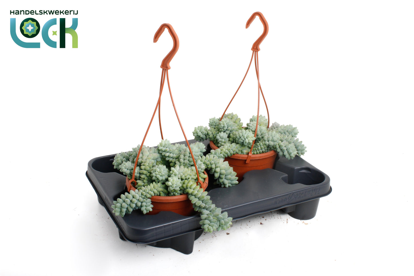 Sedum Burrito 25cm 14cm Pot