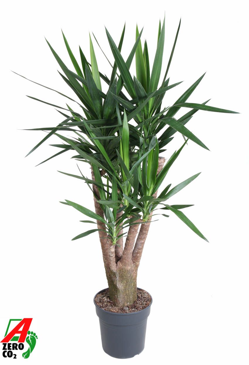 Yucca branched 140cm 31cm Pot