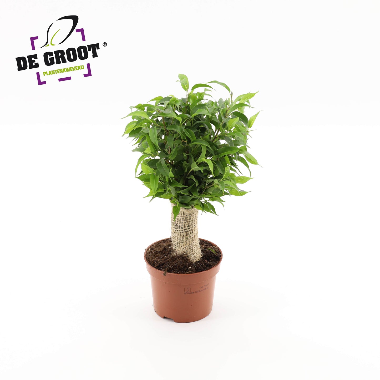 Ficus benj. Natasja jute standard 35cm 12cm Pot