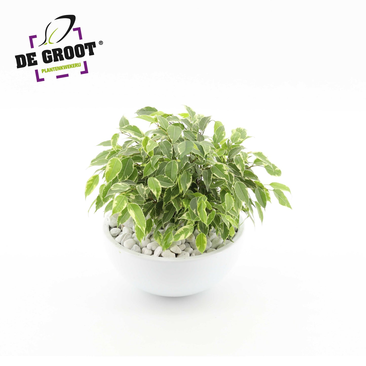 arr. Ficus Kinky 22cm Pot