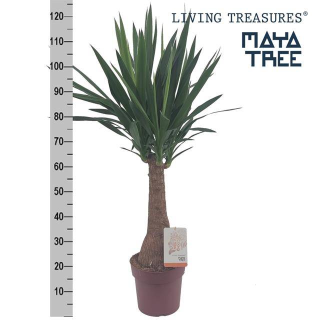 Yucca branched 90cm 23cm Pot
